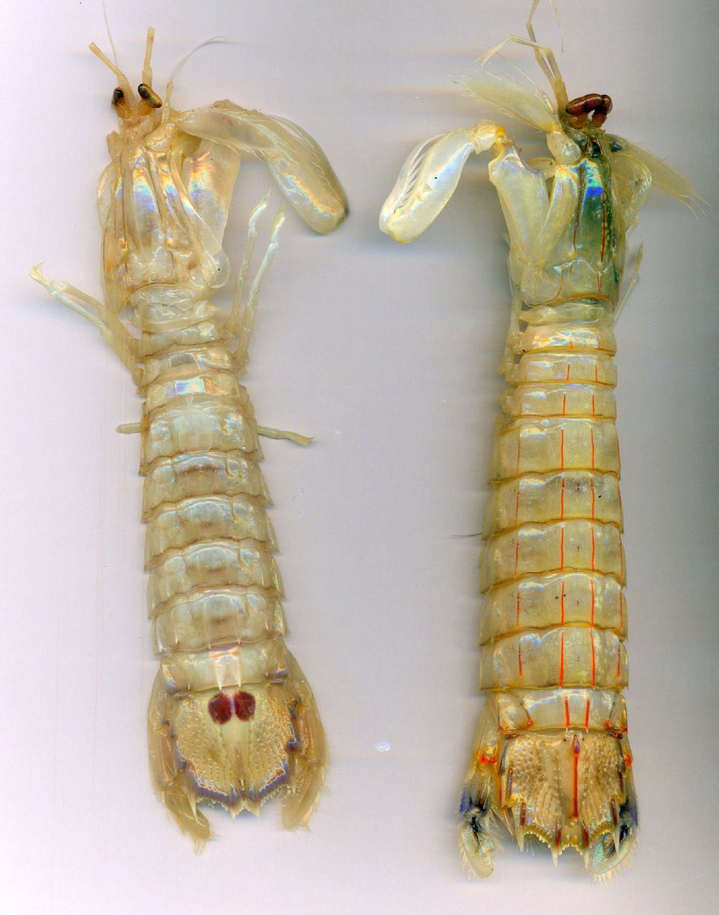 Erugosquilla massavensis et  Squilla mantis